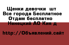 Щенки девочки 4шт - Все города Бесплатное » Отдам бесплатно   . Ненецкий АО,Кия д.